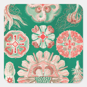 Adesivo Quadrado Água-viva, Desconto de Ernst Haeckel