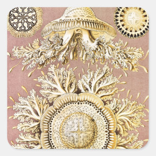 Adesivo Quadrado Água-viva, Discomedusae por Ernst Haeckel