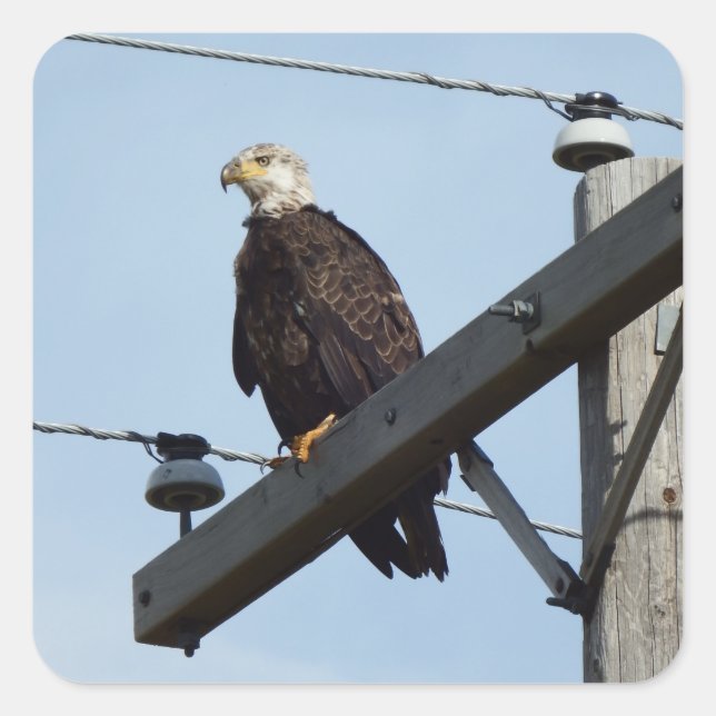Adesivo Quadrado Águia (Frente)