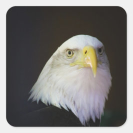 Adesivo Quadrado águia