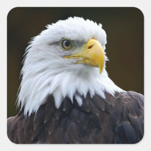 Adesivo Quadrado Águia americana americana