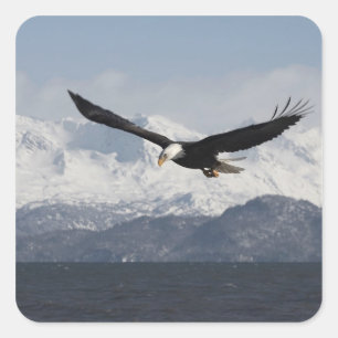 Adesivo Quadrado Águia Americana em Voo, Haliaeetus leucocephalus,