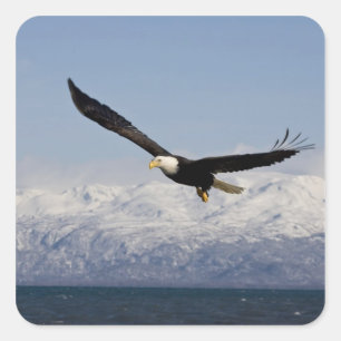 Adesivo Quadrado Águia Americana em Voo, Haliaeetus leucocephalus,