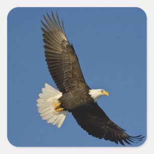 Adesivo Quadrado Águia Americana, Haliaeetus leucocephalus, Homer,