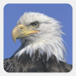Adesivo Quadrado Águia Americana, (Haliaeetus leucocephalus), selva