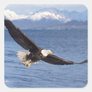 Adesivo Quadrado águia-careca, Haliaeetus leucocephalus, em voo 4