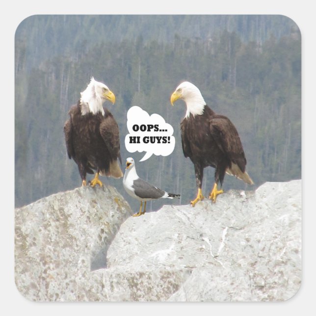 Adesivo Quadrado Águias Engraçadas e Seagull (Frente)
