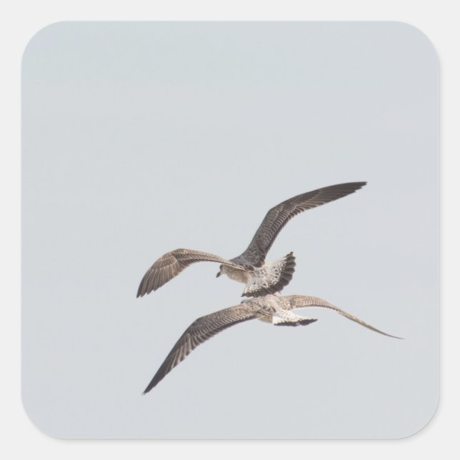 Adesivo Quadrado Agulhas voadoras (Frente)