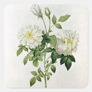 Adesivo Quadrado Aime Vibere gravado por Eustache Hyacinthe