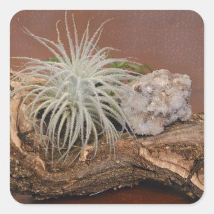 Adesivo Quadrado Air Plant Tillandsia Tectorum