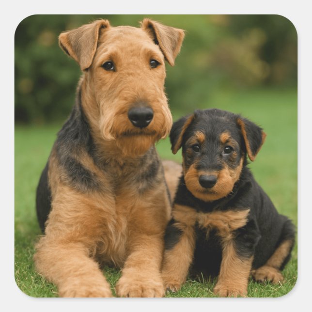 Adesivo Quadrado Airedale Terrier Com Puppy (Frente)
