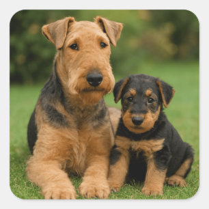 Adesivo Quadrado Airedale Terrier Com Puppy
