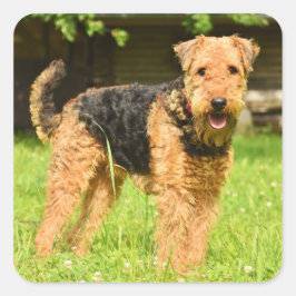 Adesivo Quadrado Airedale Terrier Puppy Dog