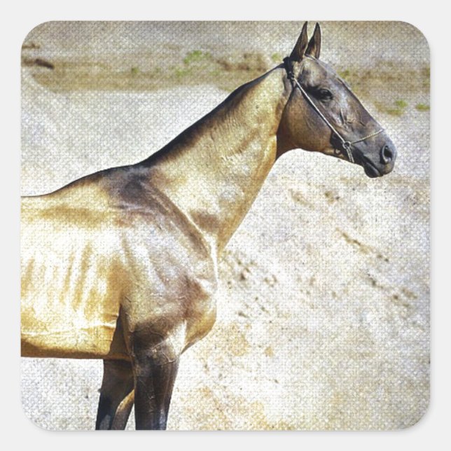 Adesivo Quadrado Akhal-teke (Frente)