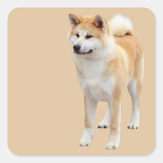 Adesivo Quadrado Akita Inu