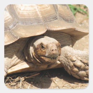 Adesivo Quadrado Alá Aldabra