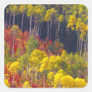 Adesivo Quadrado Álamos coloridos em Logan Canyon Utah no