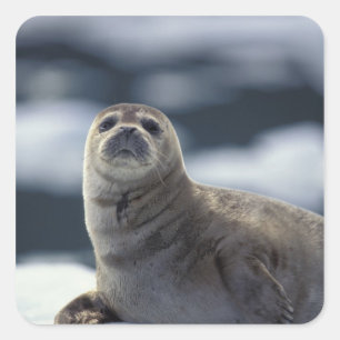 Adesivo Quadrado Alasca, região sudeste Foca-comum no gelo
