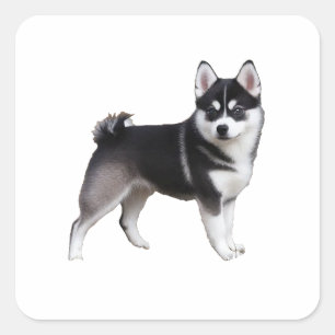 Adesivo Quadrado Alaskan Klee Kai