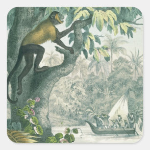 Adesivo Quadrado Alcances superiores do Amazon, 'do der do DAS Buch