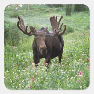 Adesivo Quadrado Alce macho Alces alces) em flores silvestres,