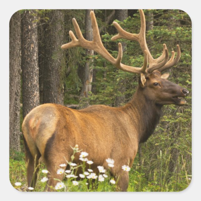Adesivo Quadrado Alce macho em veludo, Canadá (Frente)