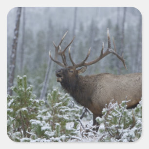 Adesivo Quadrado Alce macho na neve chamando, bugling, Yellowstone