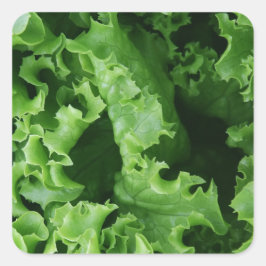 Adesivo Quadrado Alface verde Comida vegetal