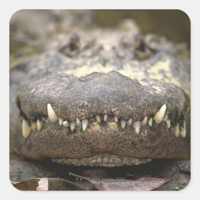 Adesivo Quadrado Alligator americano (Frente)
