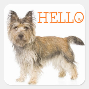 Adesivo Quadrado Alô Cairn Terrier Puppy Dog Saudação Stickers