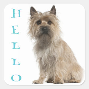 Adesivo Quadrado Alô Cairn Terrier Puppy Dog Saudação Stickers