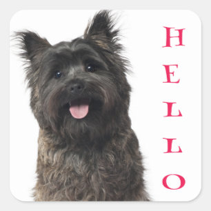 Adesivo Quadrado Alô Cairn Terrier Puppy Dog Stickers