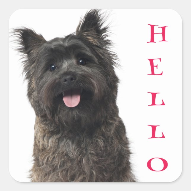 Adesivo Quadrado Alô Cairn Terrier Puppy Dog Stickers (Frente)