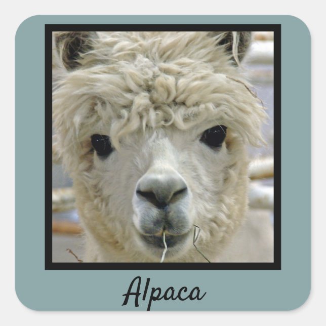 Adesivo Quadrado Alpaca (Frente)