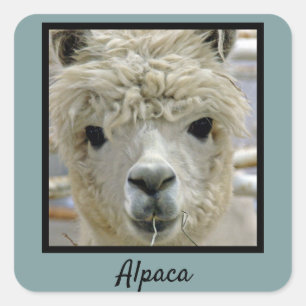 Adesivo Quadrado Alpaca