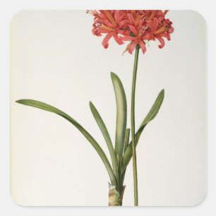 Adesivo Quadrado Amaryllis Curvifolia, 1809, do ` Les