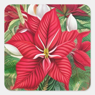 Adesivo Quadrado Amaryllis Poinsettia Arte Híbrida AI