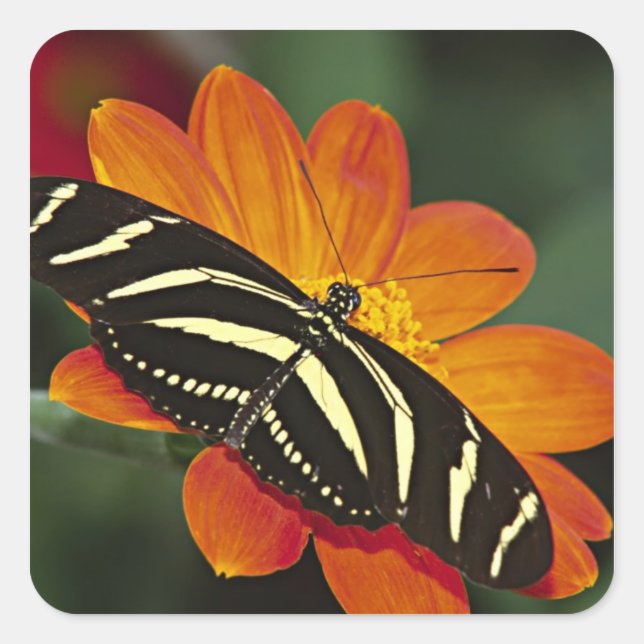 Adesivo Quadrado América Central, Costa Rica, Selva Verde (Frente)