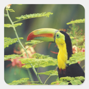 Adesivo Quadrado América Central, Honduras. Tucano-de-bico-de-queru
