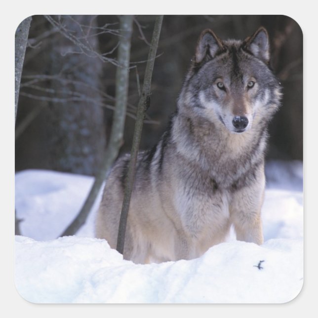 Adesivo Quadrado América do Norte, Canadá, Canadá Oriental, lobo-Ci (Frente)