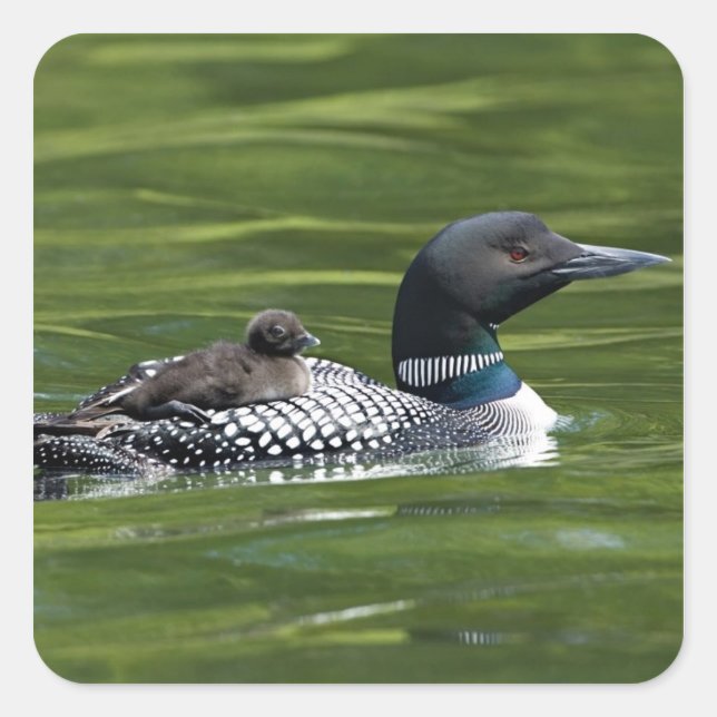 Adesivo Quadrado América do Norte, Canadá, Colúmbia Britânica, Lac  (Frente)
