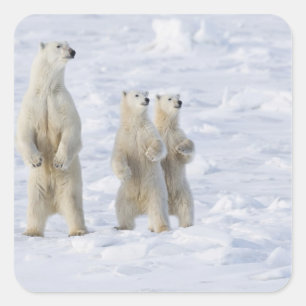 Adesivo Quadrado América do Norte, Canadá, Manitoba, Churchill. 5