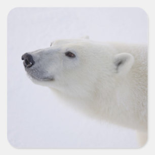 Adesivo Quadrado America do Norte, Canadá, Manitoba, Churchill. 6