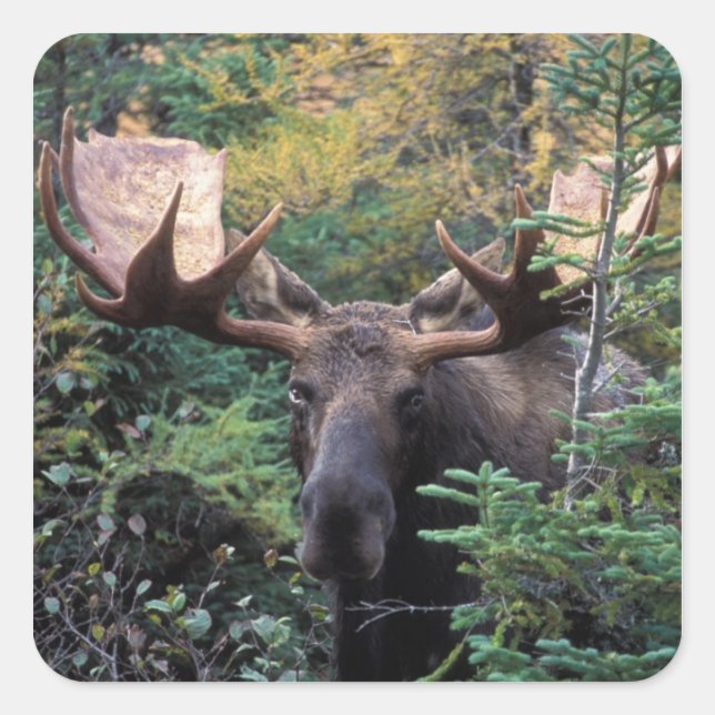 Adesivo Quadrado América do Norte, Canadá, Nova Escócia, Cabo Bretã (Frente)