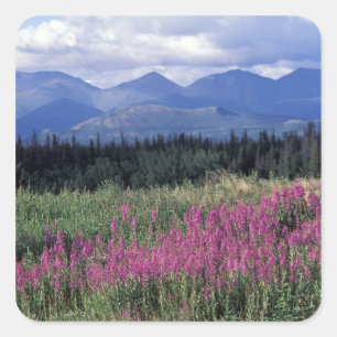 Adesivo Quadrado América do Norte, Canadá, Yukon. Flora de Epilobiu