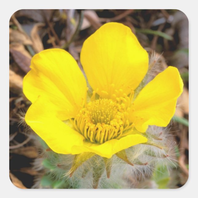 Adesivo Quadrado América do Norte, EUA, Alasca, Denali Nacional (Frente)