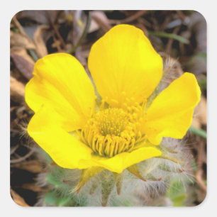 Adesivo Quadrado América do Norte, EUA, Alasca, Denali Nacional