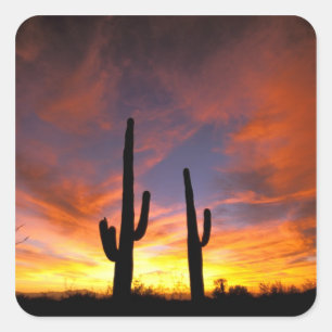 Adesivo Quadrado América do Norte, EUA, Arizona, Deserto Sonoran.
