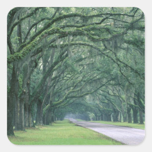 Adesivo Quadrado América do Norte, EUA, Geórgia, Savana,