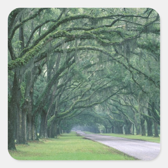 Adesivo Quadrado América do Norte, EUA, Geórgia, Savana, (Frente)